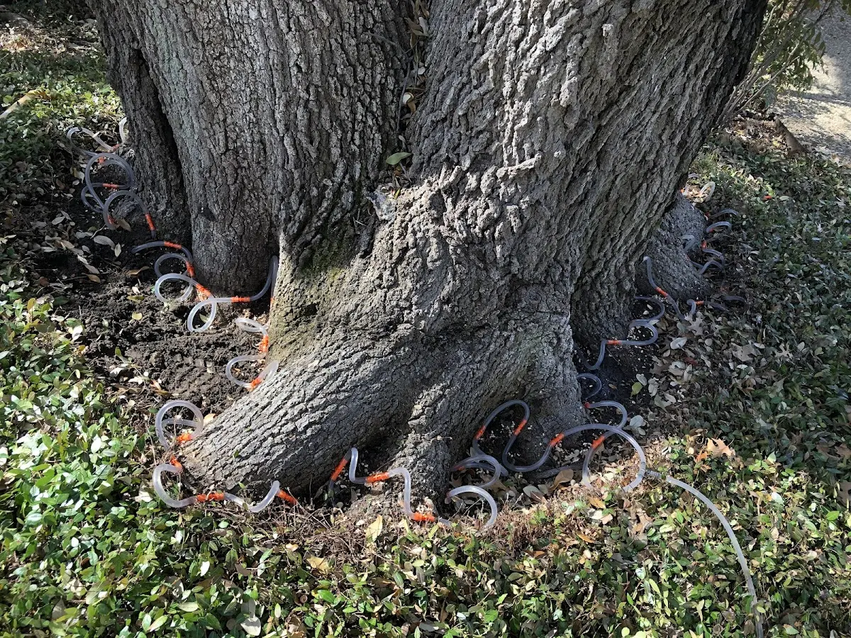 Detailed Tree Cabling and Bracing job site in Maugansville