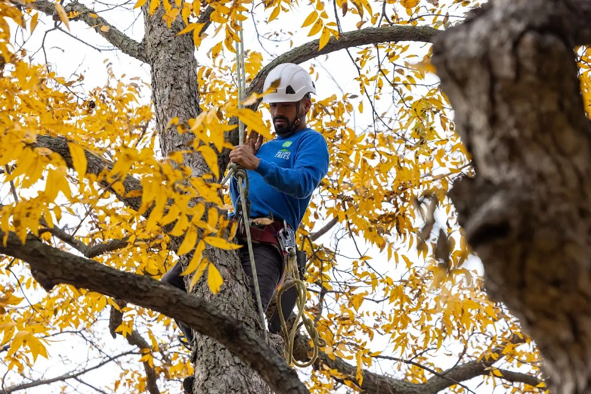 Skilled Tree Planing crew working in Maugansville